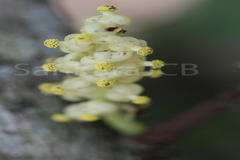Anamirta cocculus